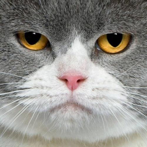 老猫