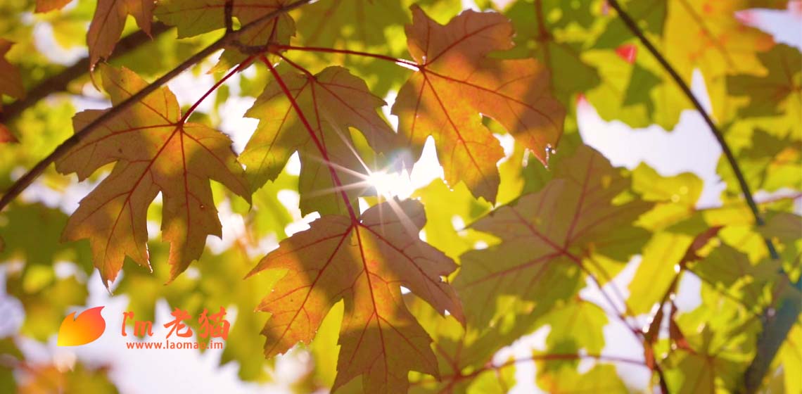 折腾了一天的无用功