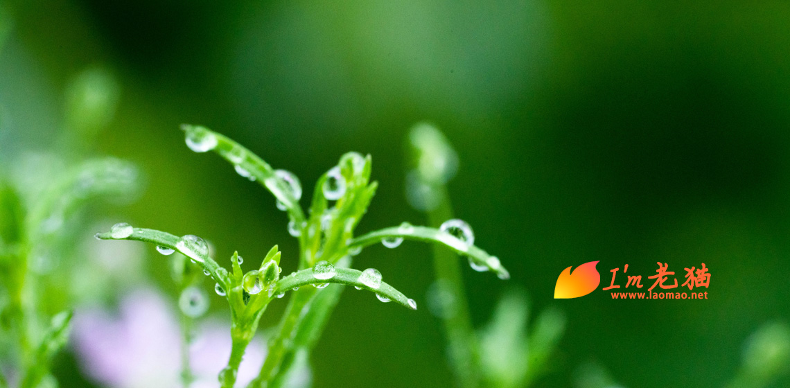 南昌的梅雨季,湿漉漉